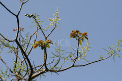 Spondias pinnata